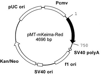 Plasmid map of pMT-mKeima-Red
